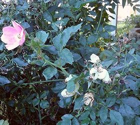 q can anyone tell me what is going on with my knockout roses, gardening