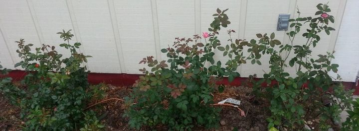 roses among other things, gardening