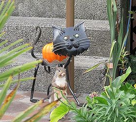meet my harvest moon pumpkin people, curb appeal, gardening, halloween decorations, outdoor living, seasonal holiday decor, My squirrel posing with my halloween cat Her name is Chubby