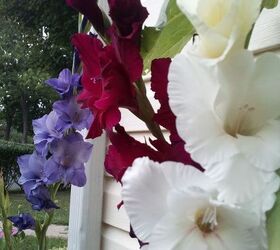 my garden late spring early summer blooms pt 1, container gardening, flowers, gardening, perennial