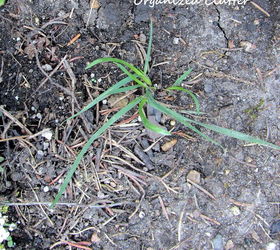 weeding tips, gardening, raised garden beds, First of all WEED OFTEN Don t let weeds get a large root system I encountered this little grass tuft in my garden today