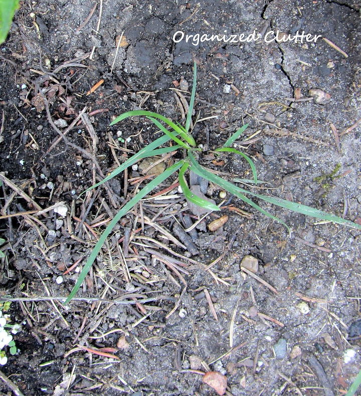 weeding tips, gardening, raised garden beds, First of all WEED OFTEN Don t let weeds get a large root system I encountered this little grass tuft in my garden today