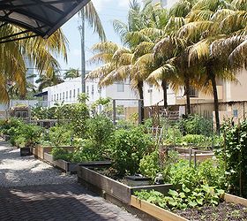 new pictures, gardening, raised garden beds, Community Vegetable Garden in Miami Beach I wish every city would do this
