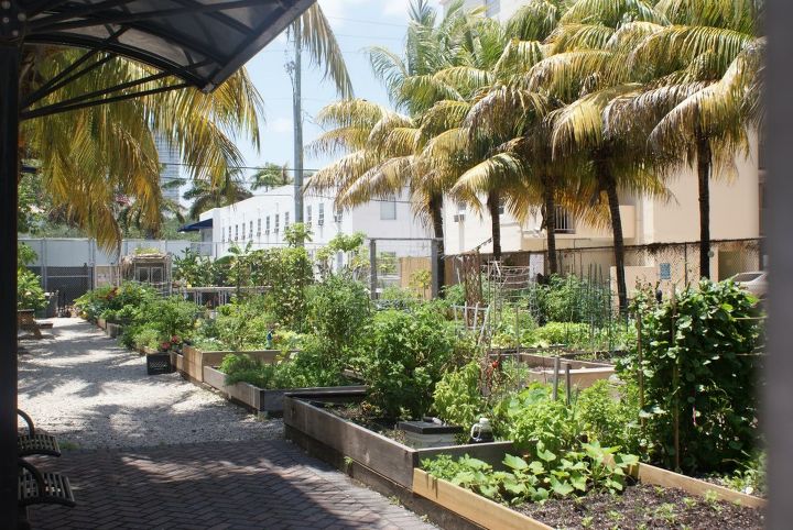 new pictures, gardening, raised garden beds, Community Vegetable Garden in Miami Beach I wish every city would do this