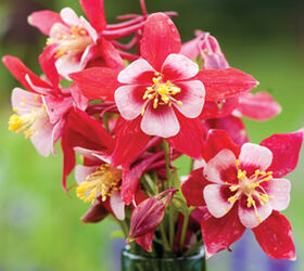 New Variety of Columbine