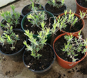 plants for free how to propagate lavender, gardening