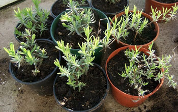 Plants for Free - How to Propagate Lavender