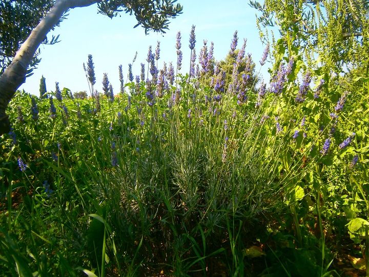 simple lavender bags, gardening, Lavender in my garden