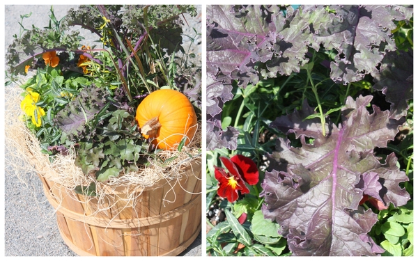 fall pumpkins and gourds, gardening, seasonal holiday decor, Fall Planters