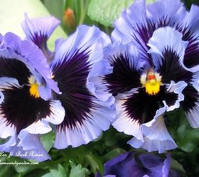spring fever, gardening, I will be looking for these ruffled purple pansies again this spring
