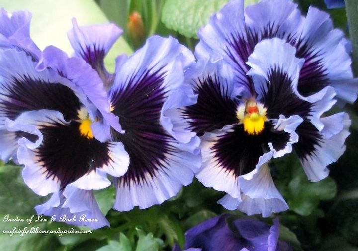 spring fever, gardening, I will be looking for these ruffled purple pansies again this spring