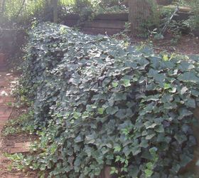 i m de jungling my yard and removing most of the ivy partly due to