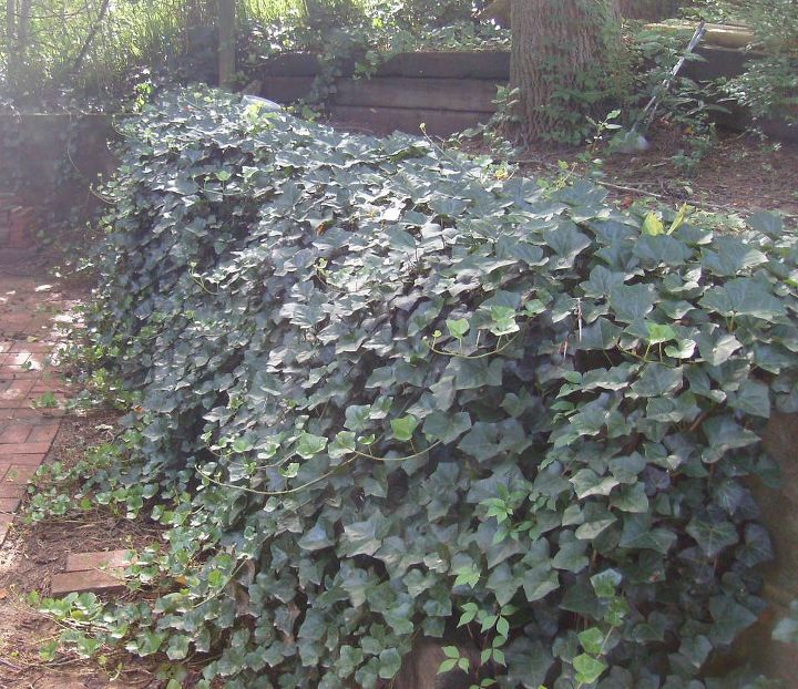 i m de jungling my yard and removing most of the ivy partly due to