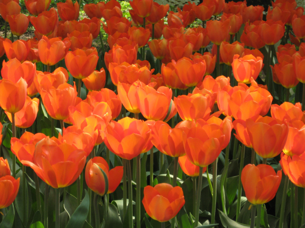enjoy bountiful blooms with these essential springtime perennial tips, flowers, gardening, hydrangea, perennials