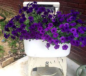 gardening forever housework whenever, gardening, repurposing upcycling, Colleen Havens awesome petunias overflowing her vintage washer