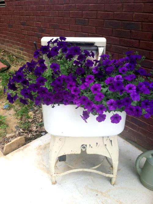 gardening forever housework whenever, gardening, repurposing upcycling, Colleen Havens awesome petunias overflowing her vintage washer