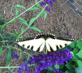 my butterfly garden, flowers, gardening, hibiscus, pets animals, I wasn t let down