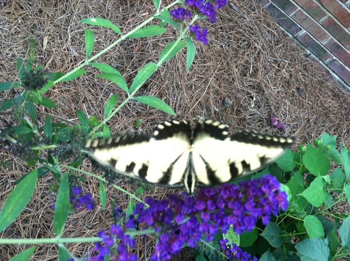 my butterfly garden, flowers, gardening, hibiscus, pets animals, I wasn t let down