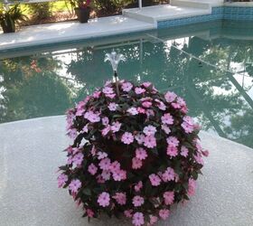 love gardening in florida, Sun patience made a good choice since the impatience is still with downy mildew