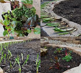 creating a xeriscape backyard landscape, gardening, landscape, We even managed to plant a few onions and greens