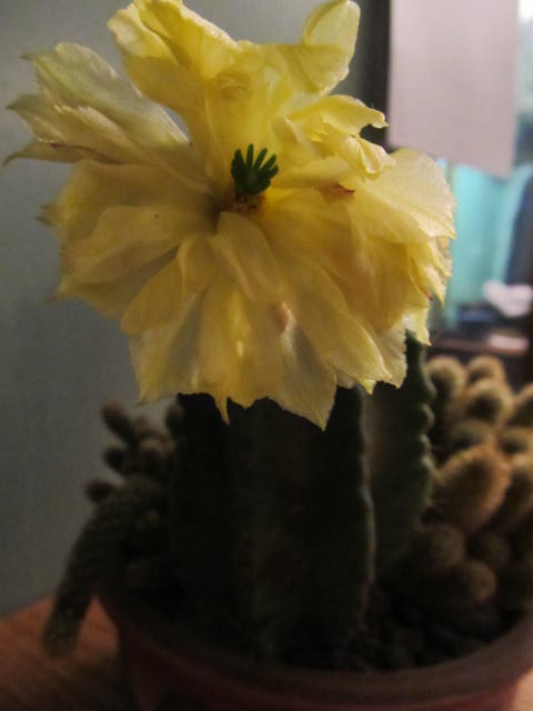blooming succulents and cacti, flowers, gardening, succulents, Echinopsis