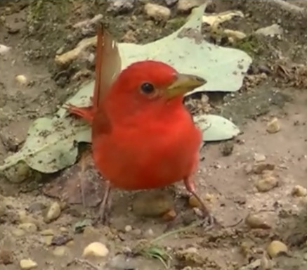 summer tanager, pets animals