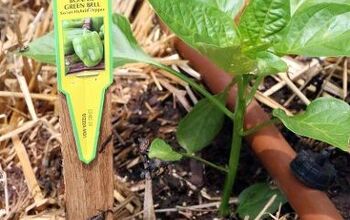 Jardinería de balas de paja - ¿Debo plantar semillas o plántulas?