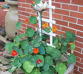 eating nasturtium an edible plant in my garden, flowers, gardening, nasturtium vine in planter with pretty red yellow and orange flowers