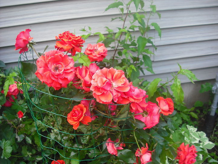 sharing my roses and flowers with garden 2, flowers, gardening, outdoor living