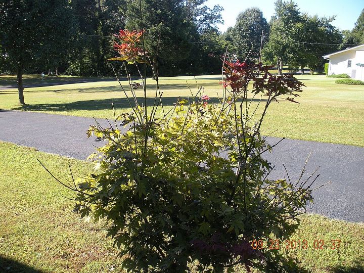 i ve had this japanese maple now for over 3 years, gardening