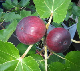 the fig tree, gardening