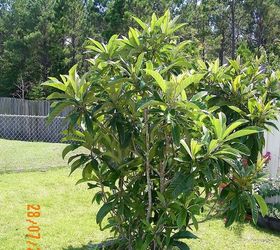 my loquat tree puts on blossoms but does not bear fruits