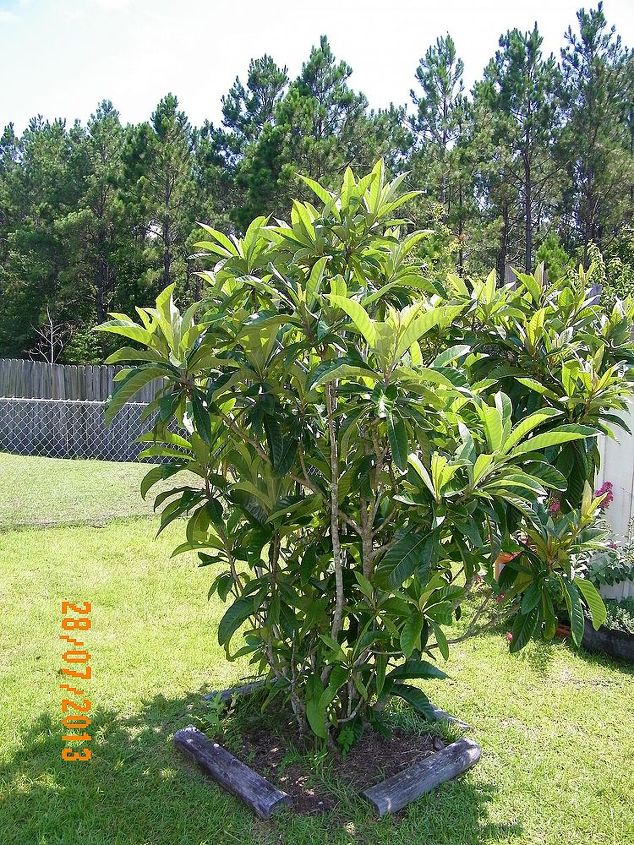 my loquat tree puts on blossoms but does not bear fruits