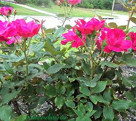 getting your garden ready for spring, gardening, Prune your knockout roses in late winter early spring A goo rule of thumb is Valentine s Day
