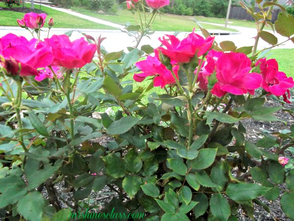getting your garden ready for spring, gardening, Prune your knockout roses in late winter early spring A goo rule of thumb is Valentine s Day