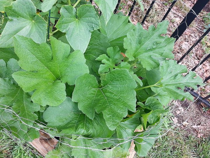 zuchini rabbits or critters eat the flowers, flowers, gardening, Zucchini Thick healthy leaves and flowers