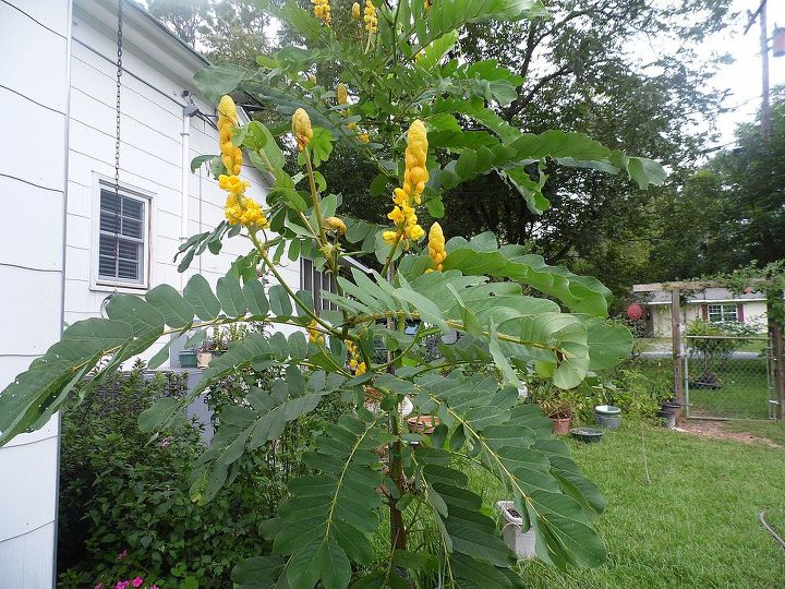 gardening, My candlestick cassia growing happily in Georgia