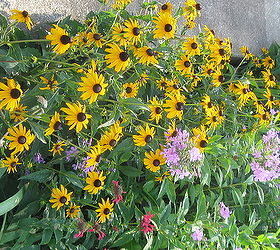 more flowers from garden, flowers, gardening, hibiscus, Black eye susan phlox bee balm