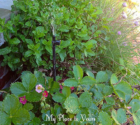 how to have beautiful plants all summer long even when you re away, container gardening, flowers, gardening, And here s a pot of strawberries with a spray style head Guess what I m headed out of town soon and I don t have to ask a neighbor to water the plants or come home to dead ones Wouldn t you like to say the same You can
