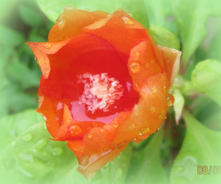 garden, flowers, gardening, Rose cactus flower filled with rain drops