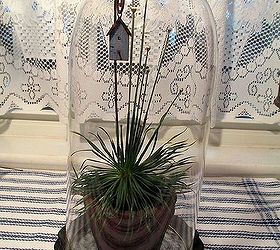 lamp glass cloches, crafts, delicate Chrysanthus birdhouse under a lamp glass cloche