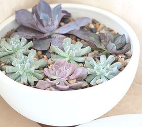 how to make a modern indoor echeveria planter win the planter, flowers, gardening, succulents, Make a Modern Indoor Echeveria Planter