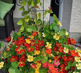 Growing Nasturtiums: From Seed To Showstopper Outdoor Planters!