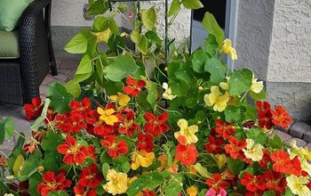 Growing Nasturtiums: From Seed To Showstopper Outdoor Planters!