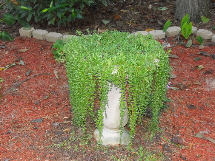 updates on repurposed birdbath sedum, flowers, gardening, repurposing upcycling, 09 23 12