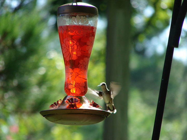 gardening hummingbirds butterflies, gardening, pets animals