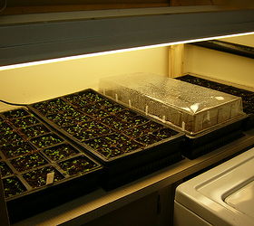 how to grow seeds indoors, gardening, Plastic trays and clear domes The reason some are covered and others are not is because different seeds were started at different times