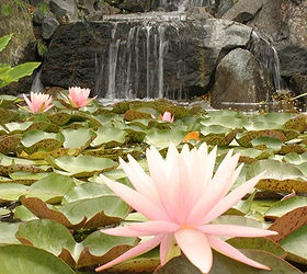 aquaterra one acre pond and waterfall, gardening, outdoor living, ponds water features, windows, Beautiful Pink Grapefruit waterlilies grace the surface of the pond