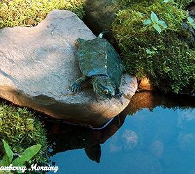 making an inexpensive garden pond, outdoor living, perennial, ponds water features, Largo my fake turtle whom I help migrate from place to place in the pond garden