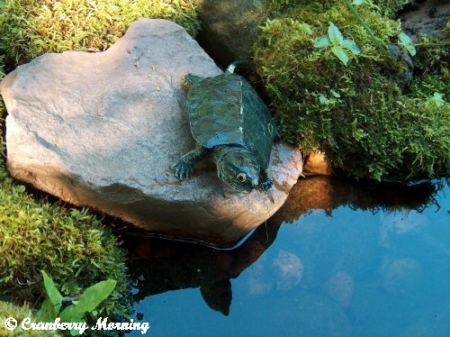 como fazer um lago de jardim barato, Largo minha falsa tartaruga que ajudo a migrar de um lugar para outro no jardim da lagoa